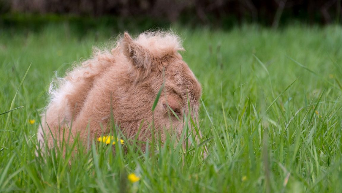 Zaravas am Tag seiner Geburt – April 2016