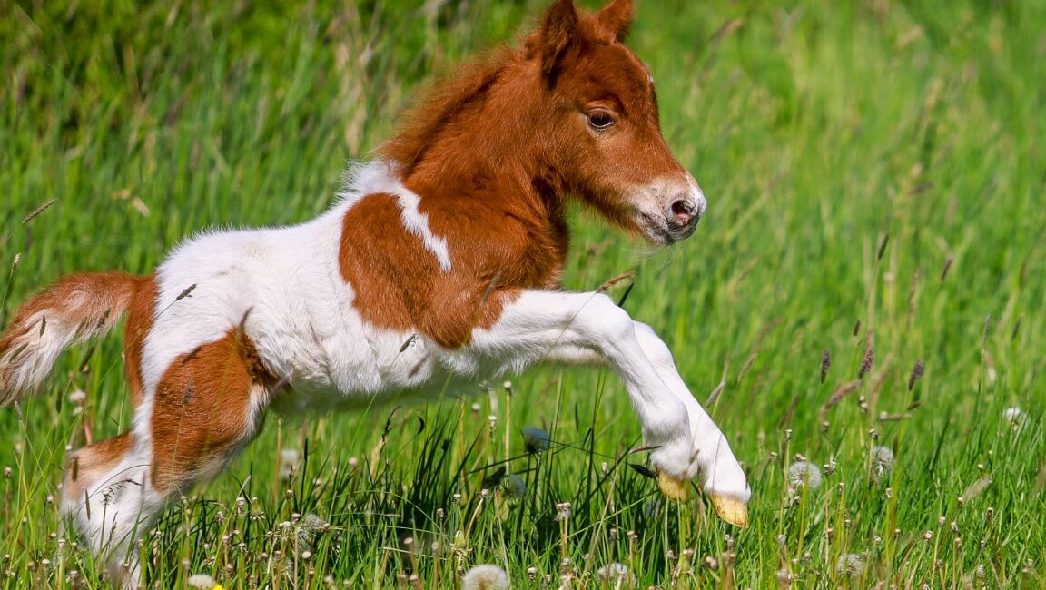 Unsere Fohlen im Mai
