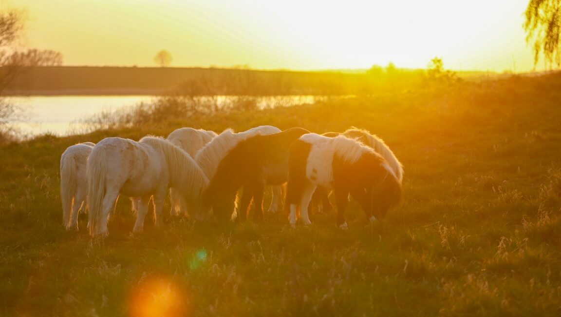 Jungpferdekoppel im Sonnenuntergang