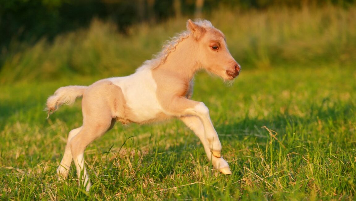 Das letzte Minifohlen für dieses Jahr ist da